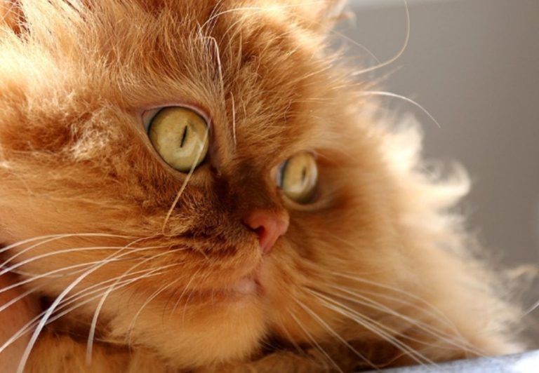 gatoterapia